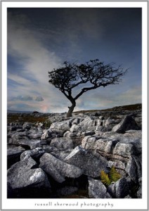 Shaped by the wind Yorkshire Dales